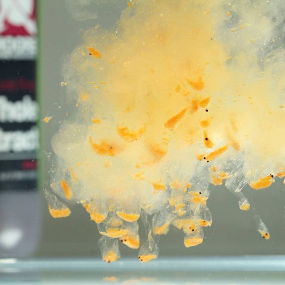 CCMOORE WHOLE KRILL COMPOUND 500ml pasta de krill con krill entero - Imagen 3