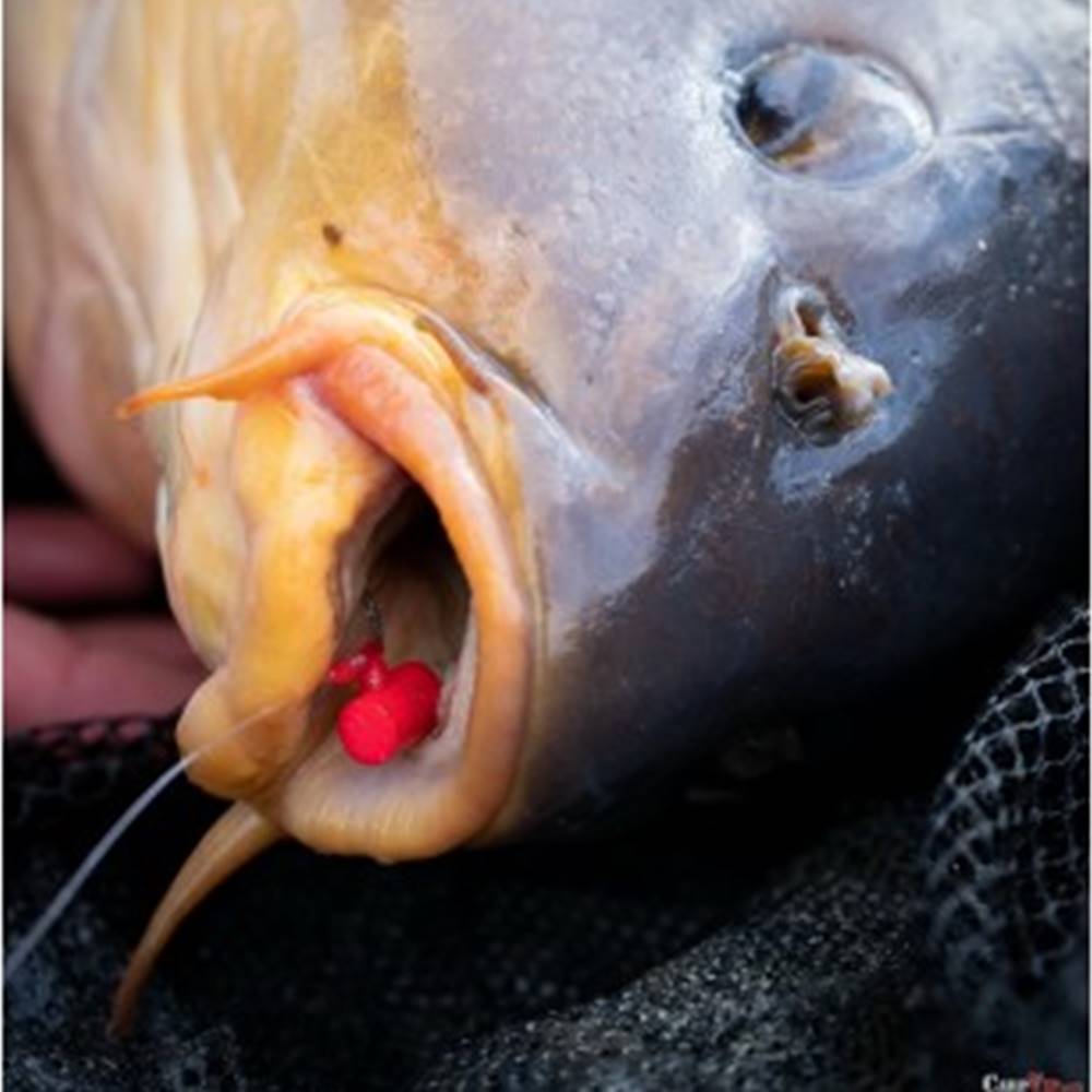 NASH Zig Screw Kit Small Yellow - Imagen 3