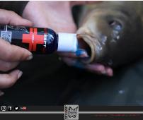 NOVEDAD! TRYBION GEL ANTISEPTICO CARP HEALT CARE