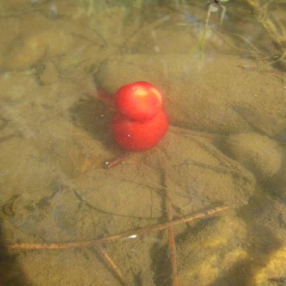 CARP BAIT HOOK BOILIES CANGREJO DE RIO 20 mm - Imagen 4