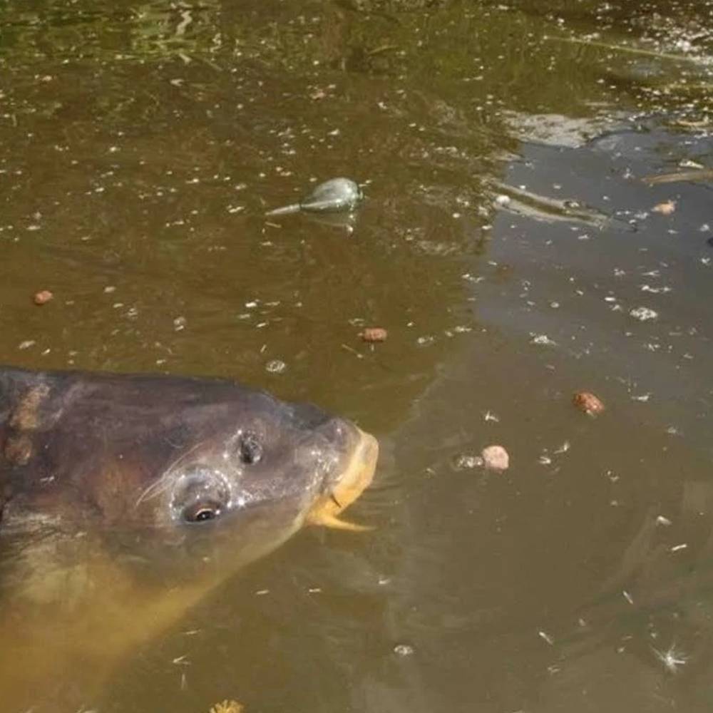 FOX Bolt Bubble XL Kit boya para pescar en superficie XL - Imagen 4