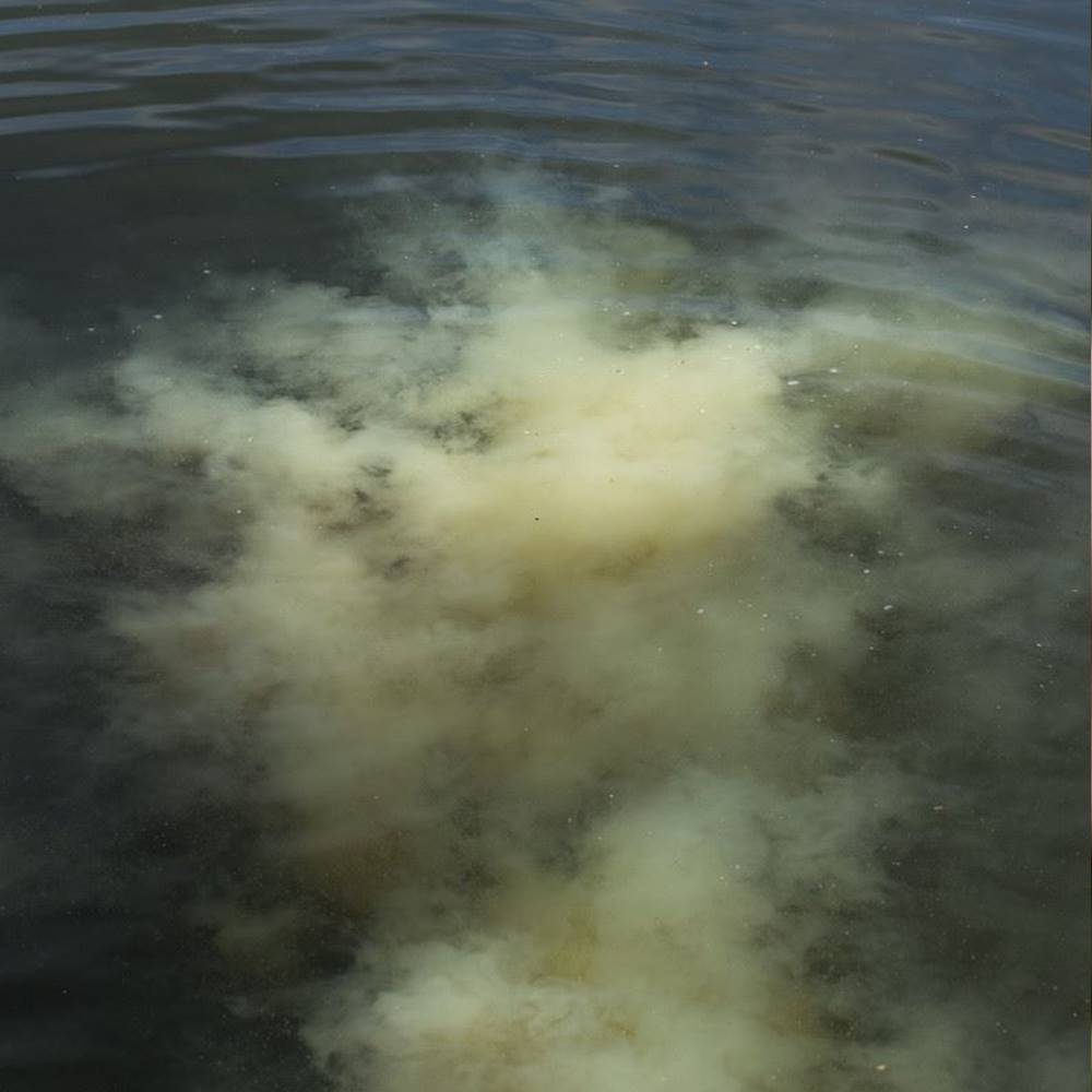 DYNAMITE ENGODO ZIG ZIG CLOUD SWEET TIGER CORN 1800GR - Imagen 5